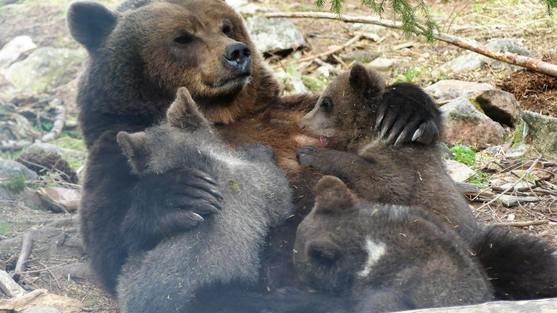 Årets björnungar ute i Orsa Rovdjurspark. De tre små björnpojkarna föddes i rovdjursparken i början av januari och har nu fullt upp med att leka, dia och sova.