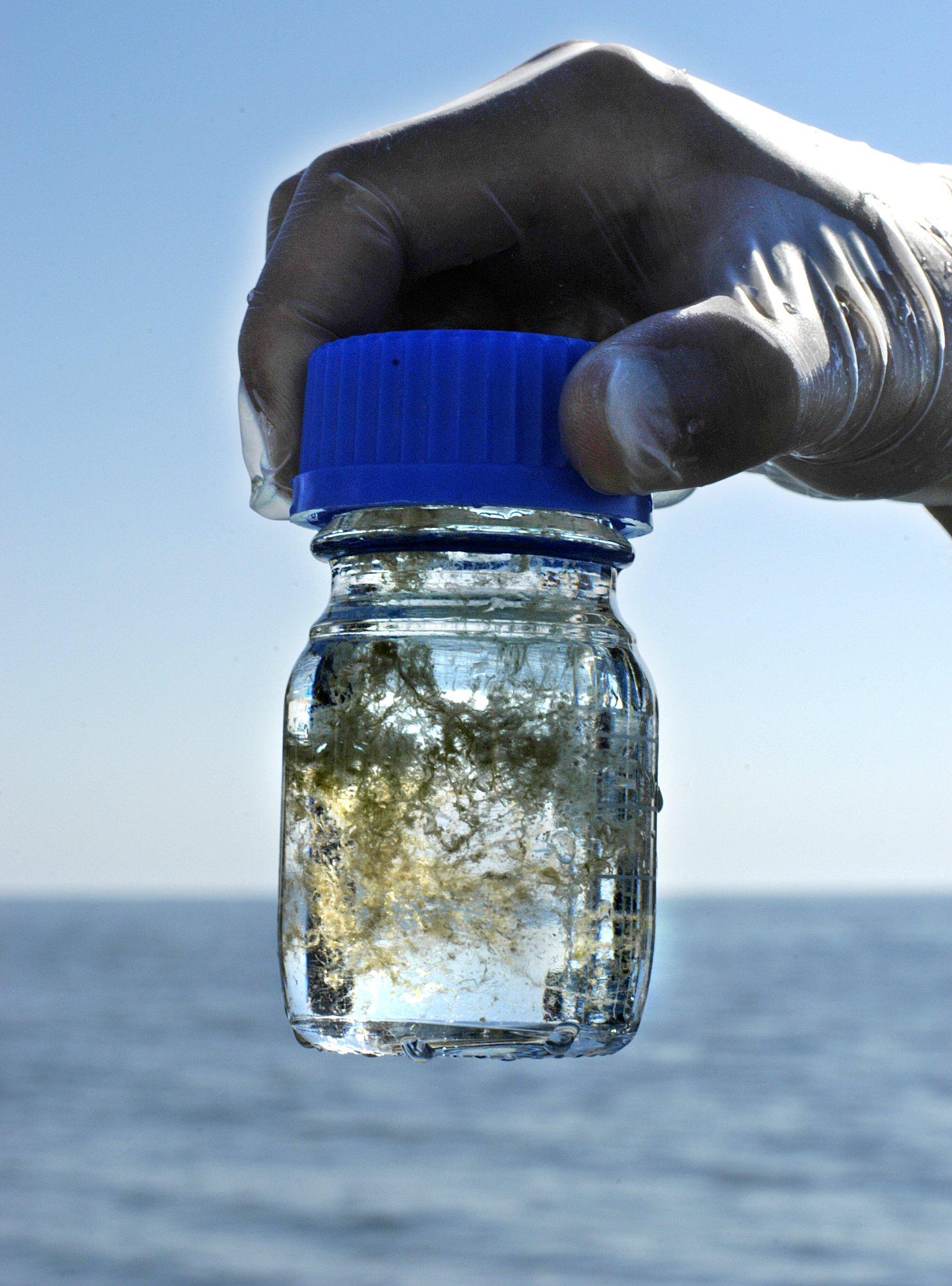 Kustbevakningen tar prover på blommande alger i Östersjön. Bilden är en arkivbild.