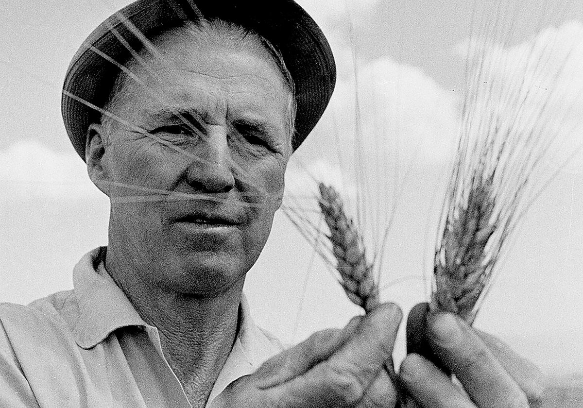 Forskaren Norman Borlaug (1914–2009) banade väg för den gröna revolutionen med utveckling av förädlade grödor och nya metoder för jordbruk i u-länder. Han fick Nobels fredspris 1970.