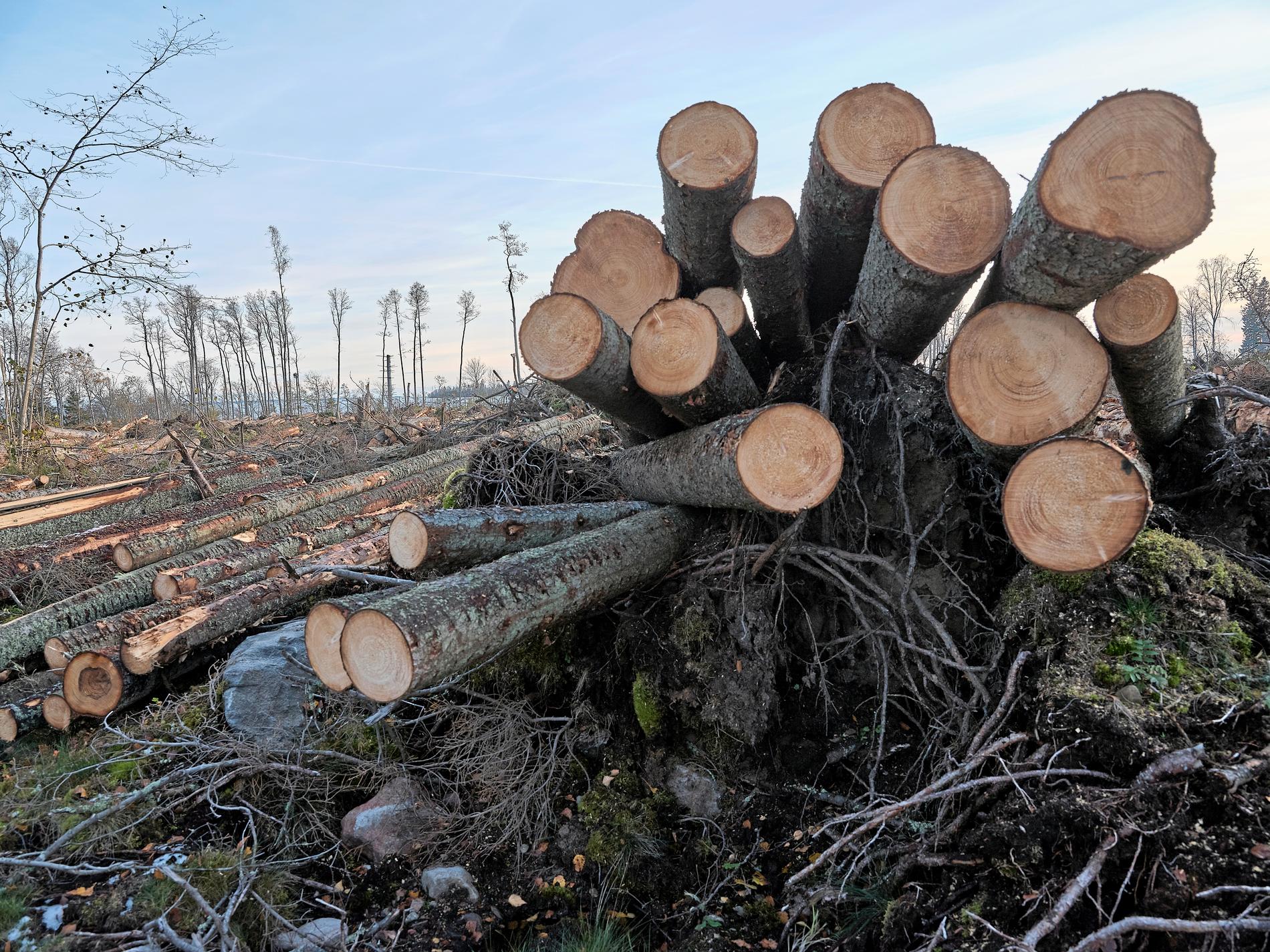 Skogsbolaget Södra ska betala en företagsbot för att utan tillstånd ha avverkat skog i ett naturreservat i Småland. Arkivbild.