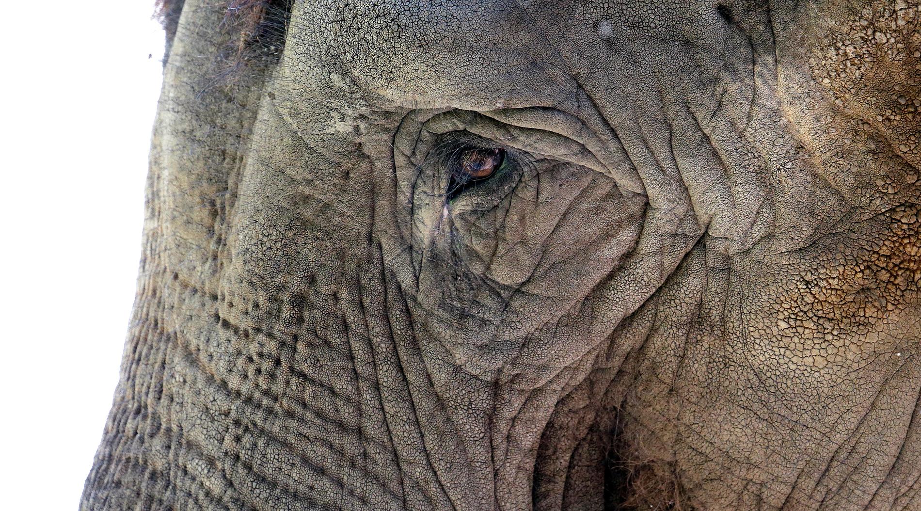 Elefantridning kan orsaka stort lidande för elefanterna