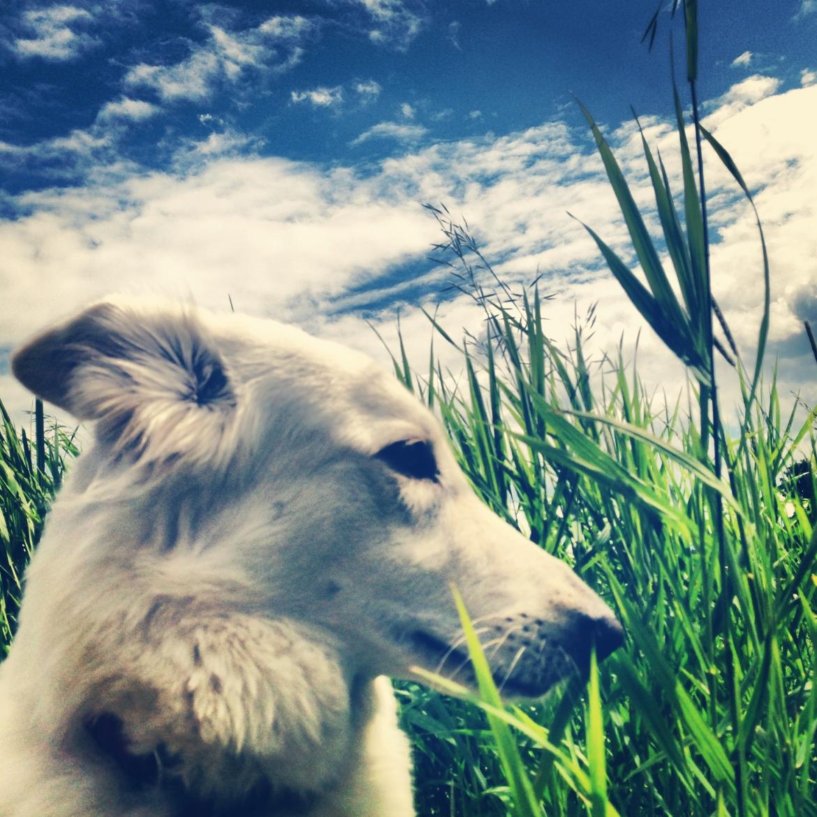 Stella, vit herdehund.