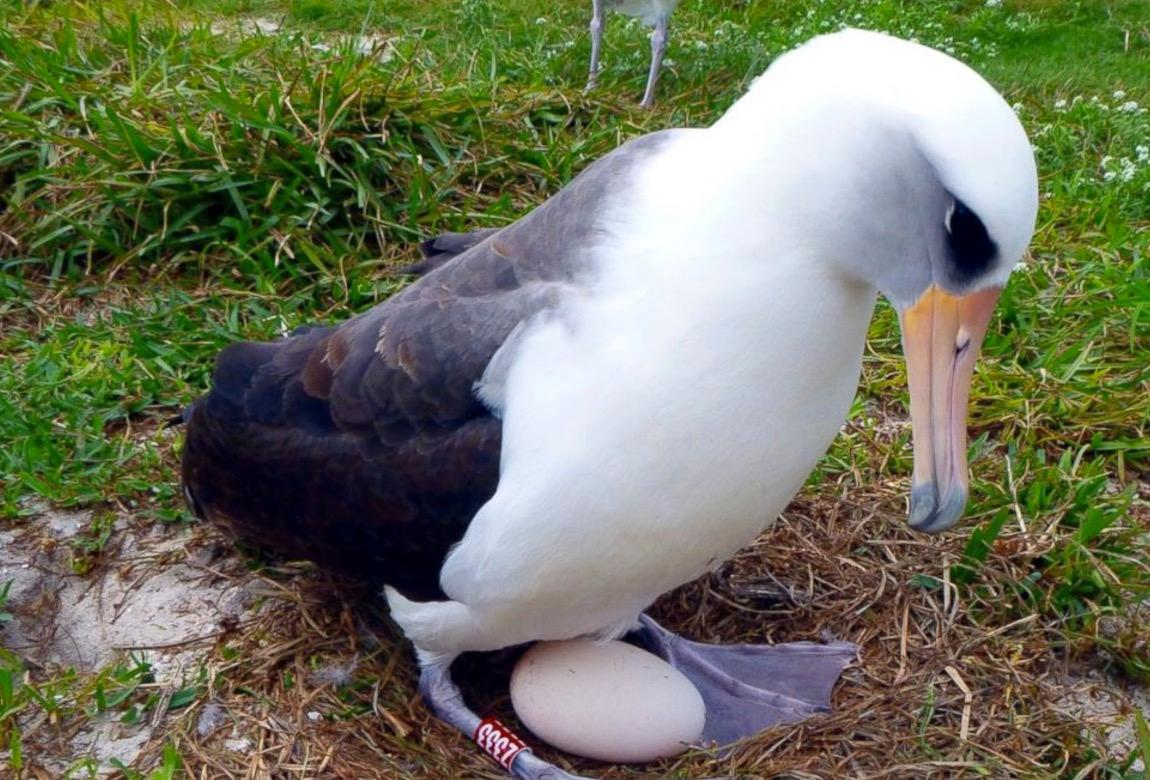 Här syns världens äldsta sjöfågel ruvandes på ett ägg.