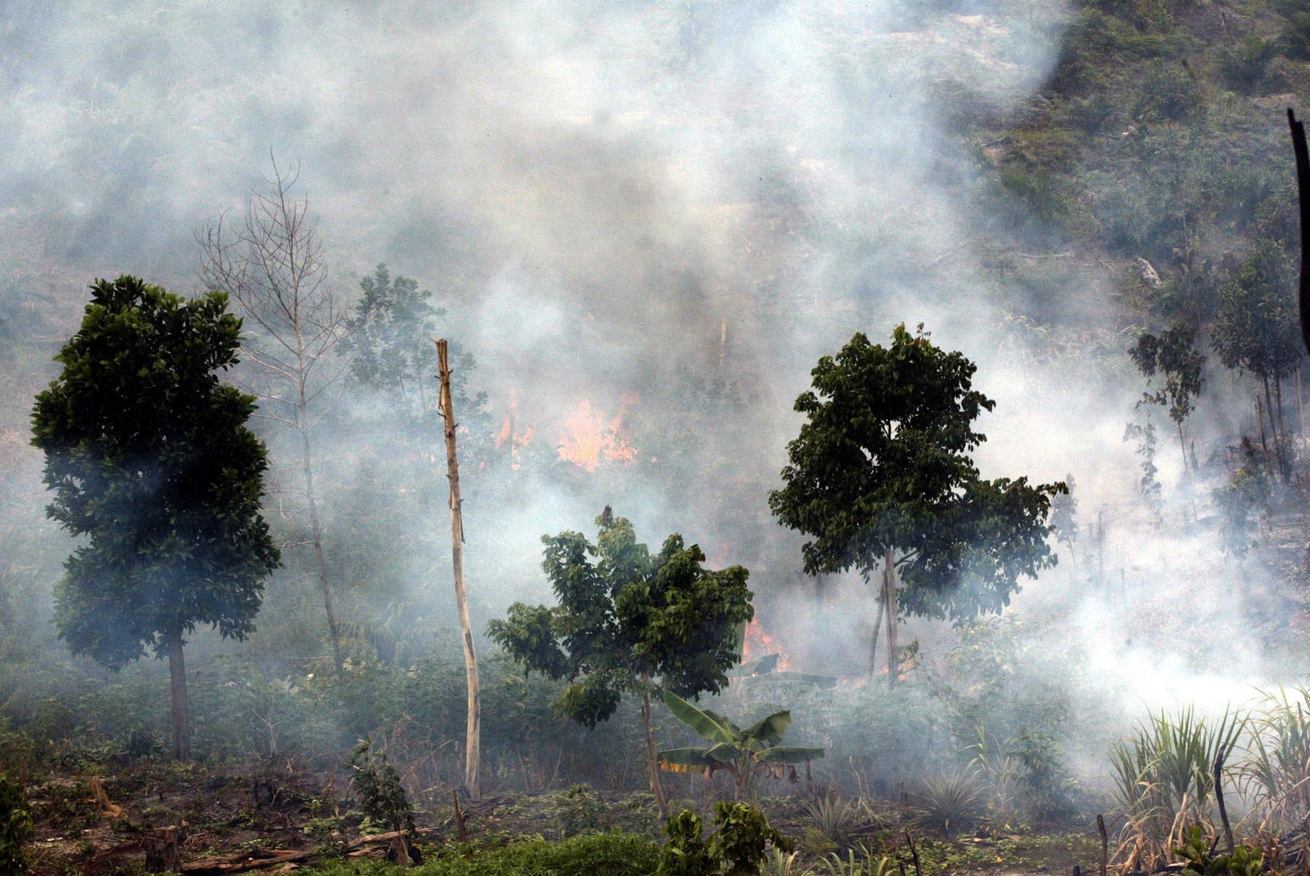 Skog bränns ner för att bereda plats för jordbruksmark på Sumatra. Obs: Arkivbild.