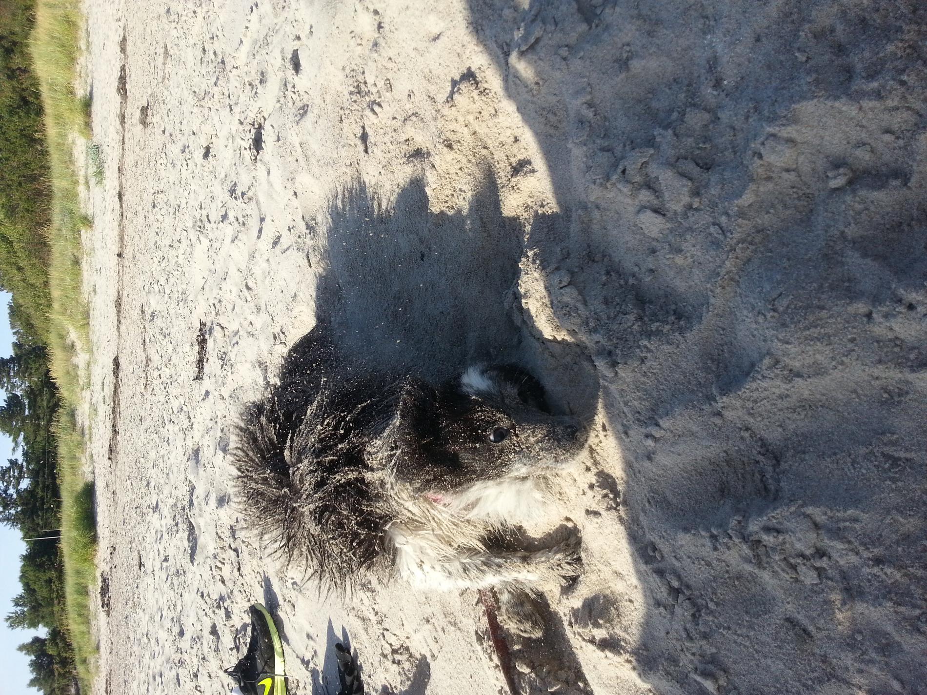 Nellie myser i sanden.