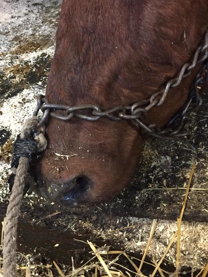 Mia Forsberg-Brihall blev tvungen att avliva sin ko. 