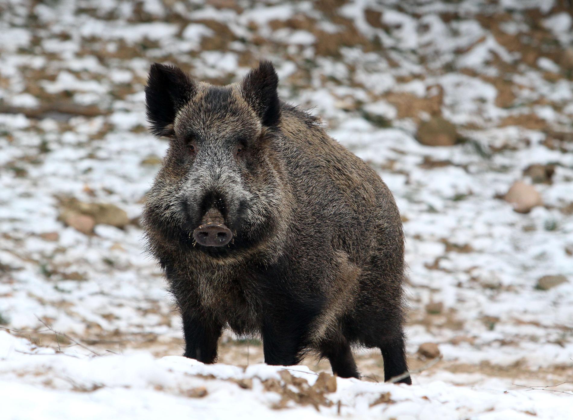 Längs den dansktyska gränsen byggs ett sju mil långt stängsel för att hindra vildsvin från att ta sig in i landet – allt för att skydda dansk svinnäring mot svinpestsmitta. Arkivbild.