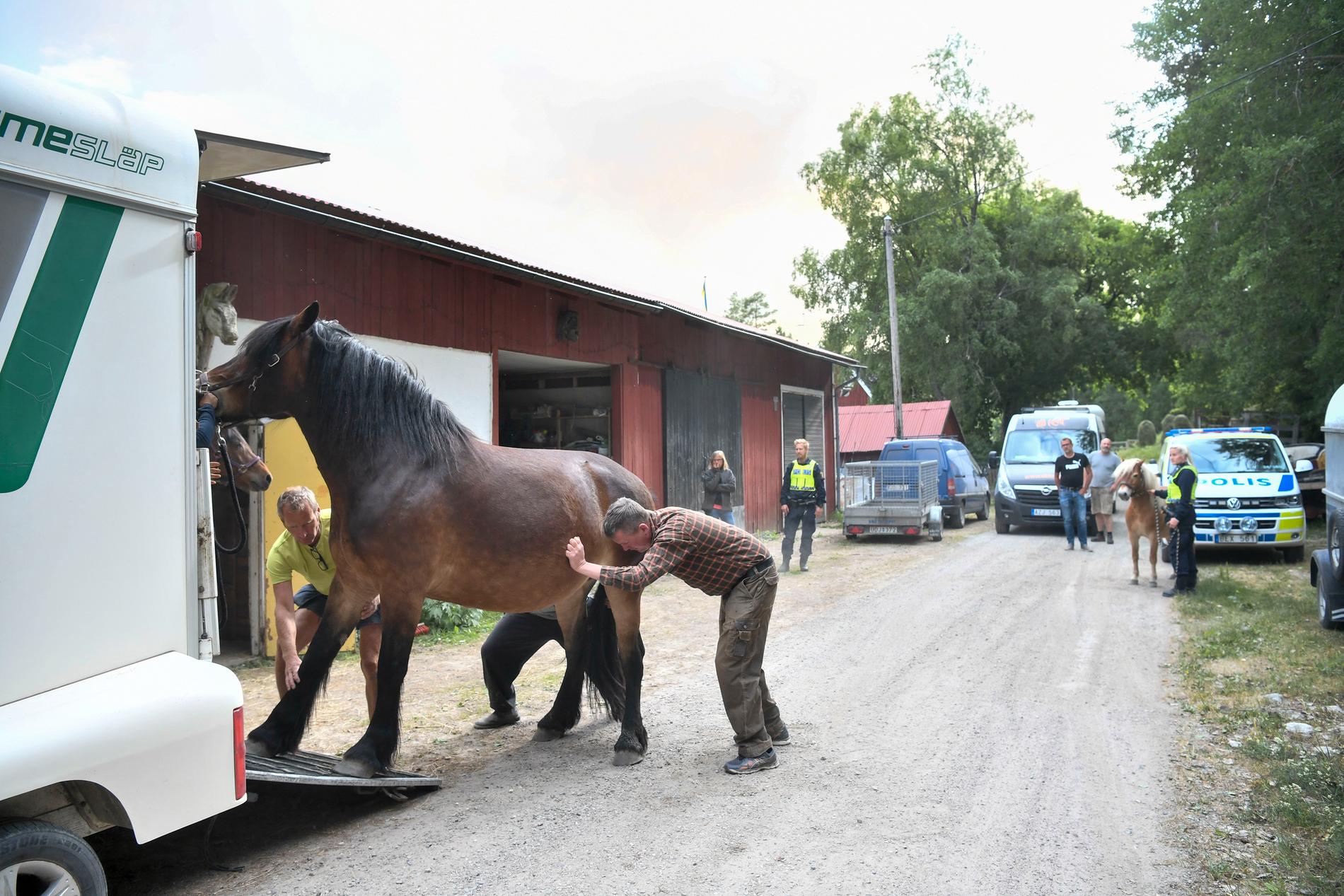 Marie Bergstedts hästar evakueras från gården på grund av skogsbranden vid Ulvsbo nordväst om Sala.