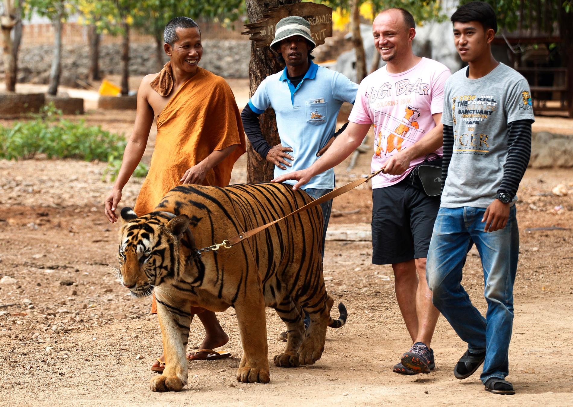 Turister tilläts promenera en tiger i koppel på buddhisttemplet, som marknadsförde sin verksamhet som en "fristad" för tigrar. Arkivbild.