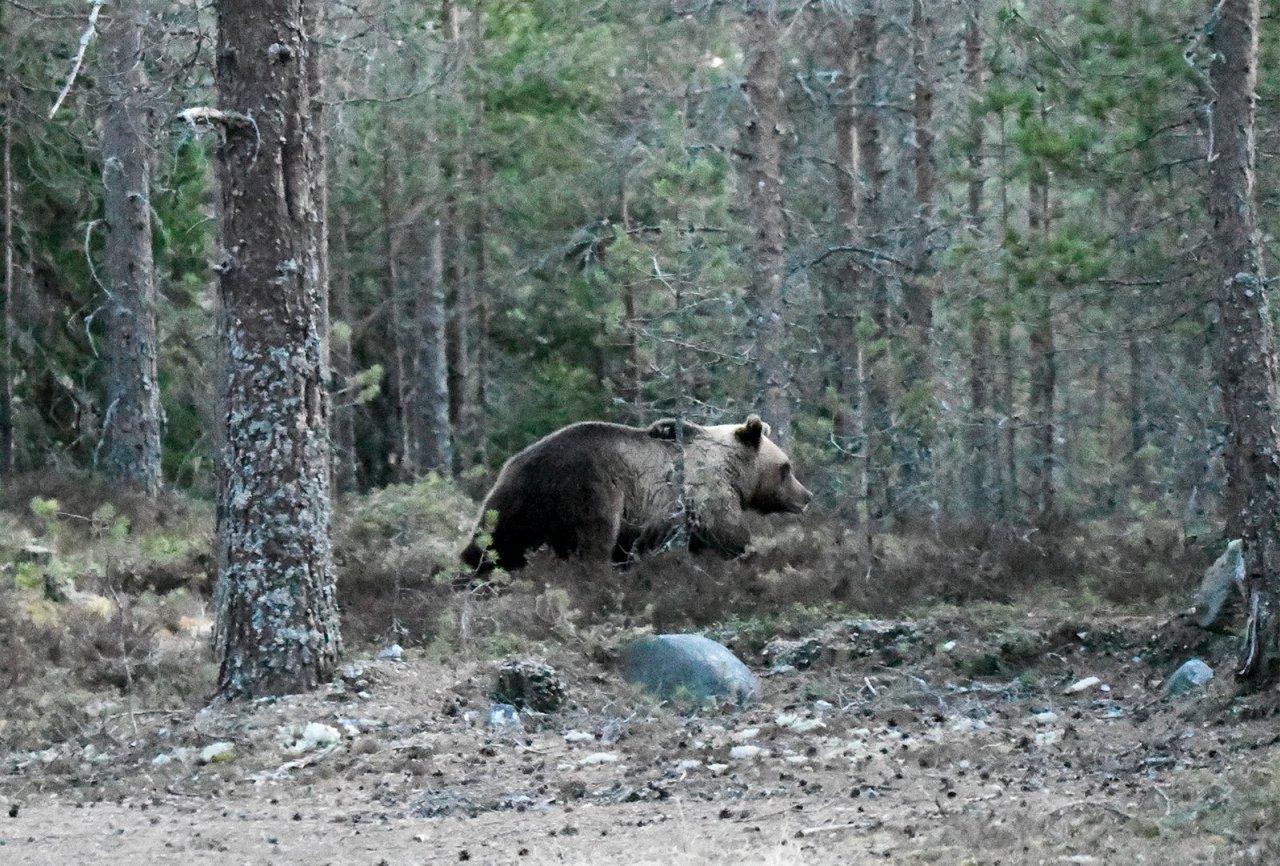 Här är den häftiga närbild Sirpa lyckades ta på björnen.