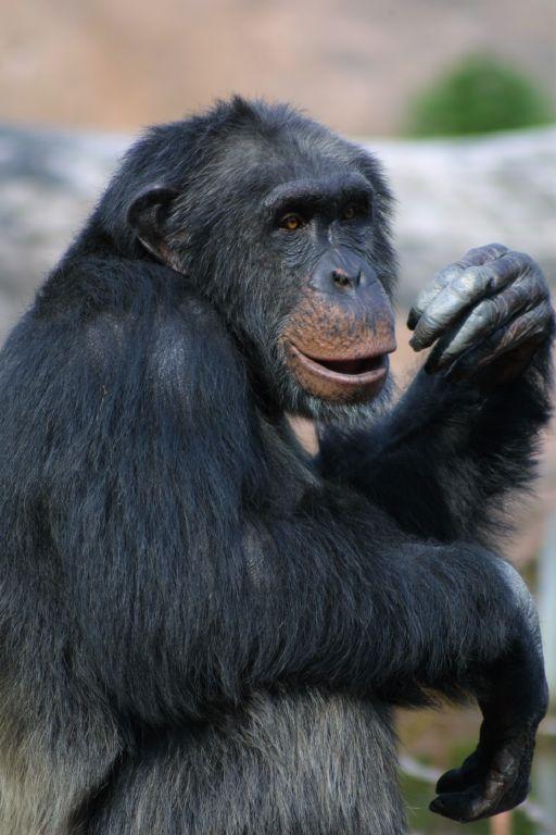 En av Furusviksparkens schimpanser. Det är inte klarlagt om just denna överlevt onsdagens drama. 