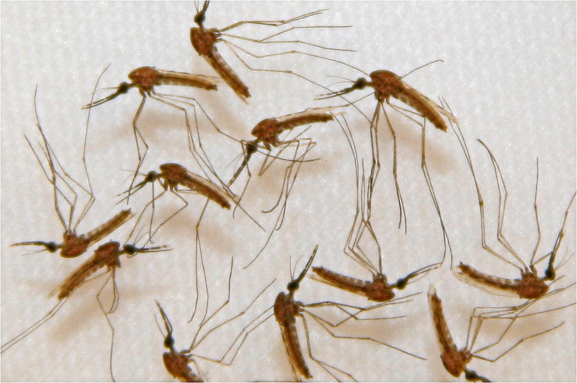 Ett nyupptäckt nervgift kan vara effektivt i kampen mot malariamyggor. Arkivbild.