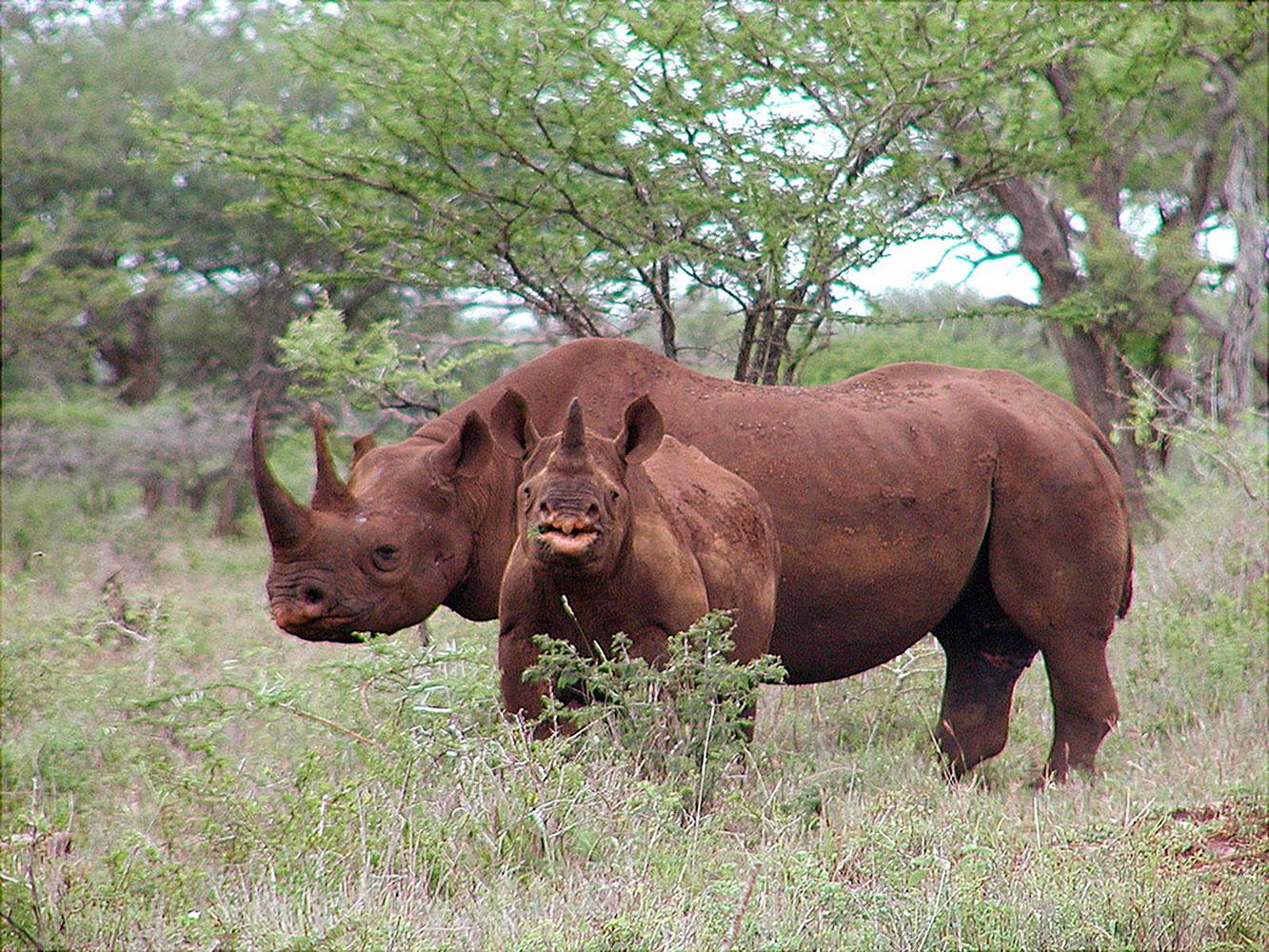 En svart noshörning med en kalv i Sydafrika.