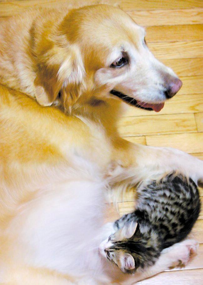 DIAR SÖTT När Precious vägrade nappflaskan ryckte golden retriever-tiken Honey in. Nu är de som mor och dotter och kattungen tror till och med att hon är en hund.