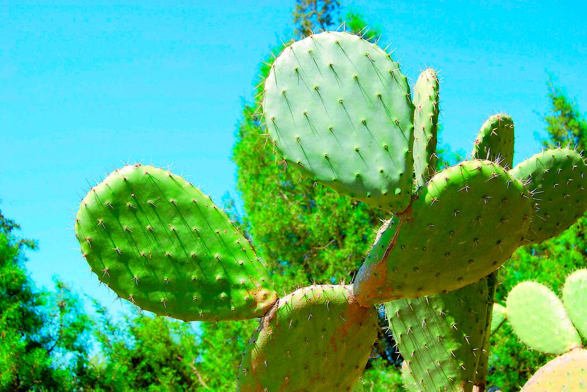 Enorma kaktusar kantar vägarna.