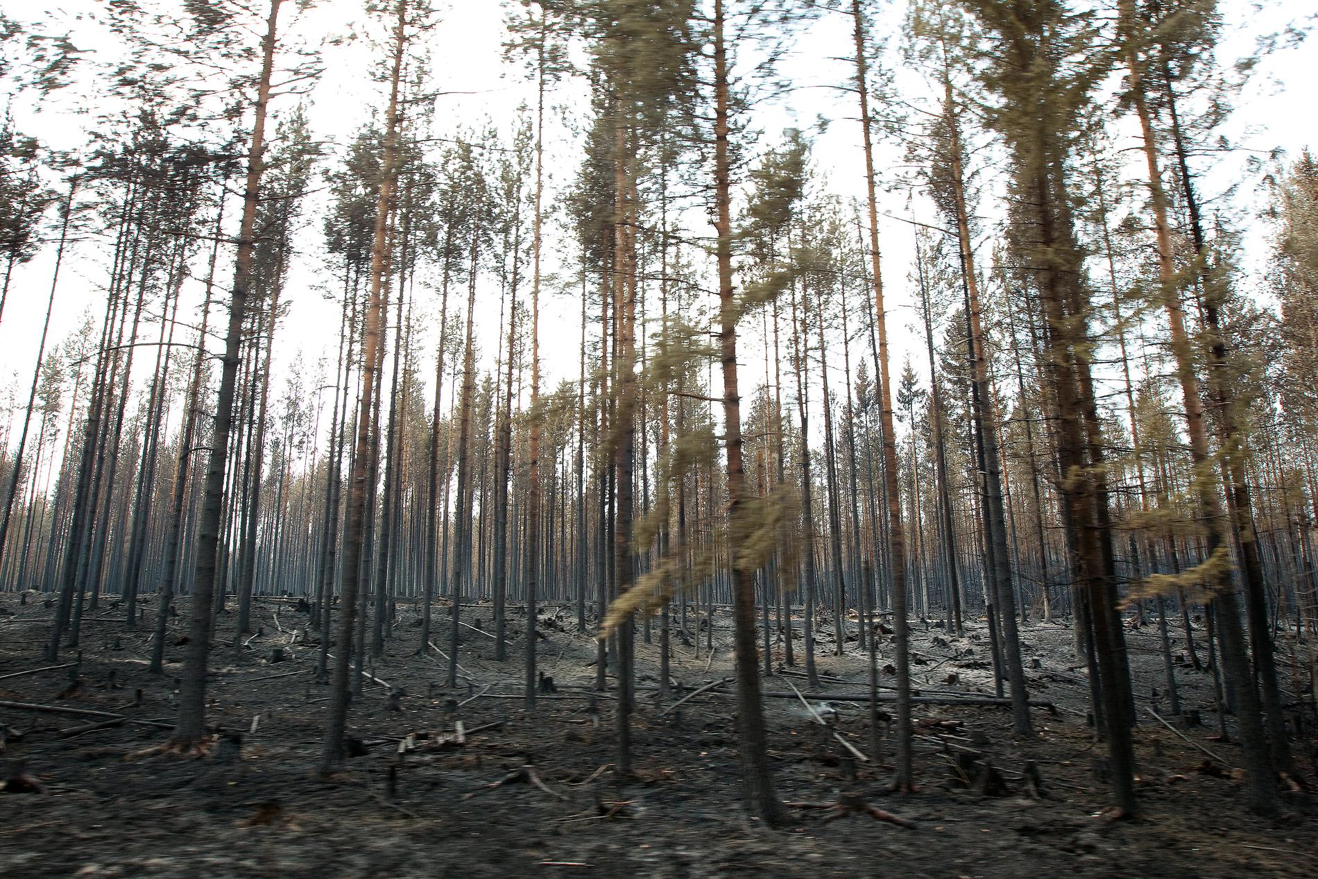 Skogsbranden vid Kårböle strax utanför Ljusdal var en av de större bränderna som härjade i somras.