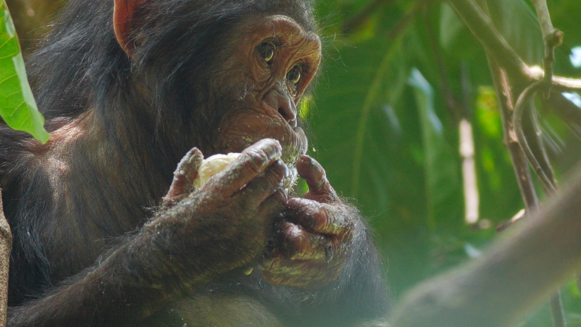 En schimpansunge som äter mango i en film producerad av National Geographic. Arkivbild.