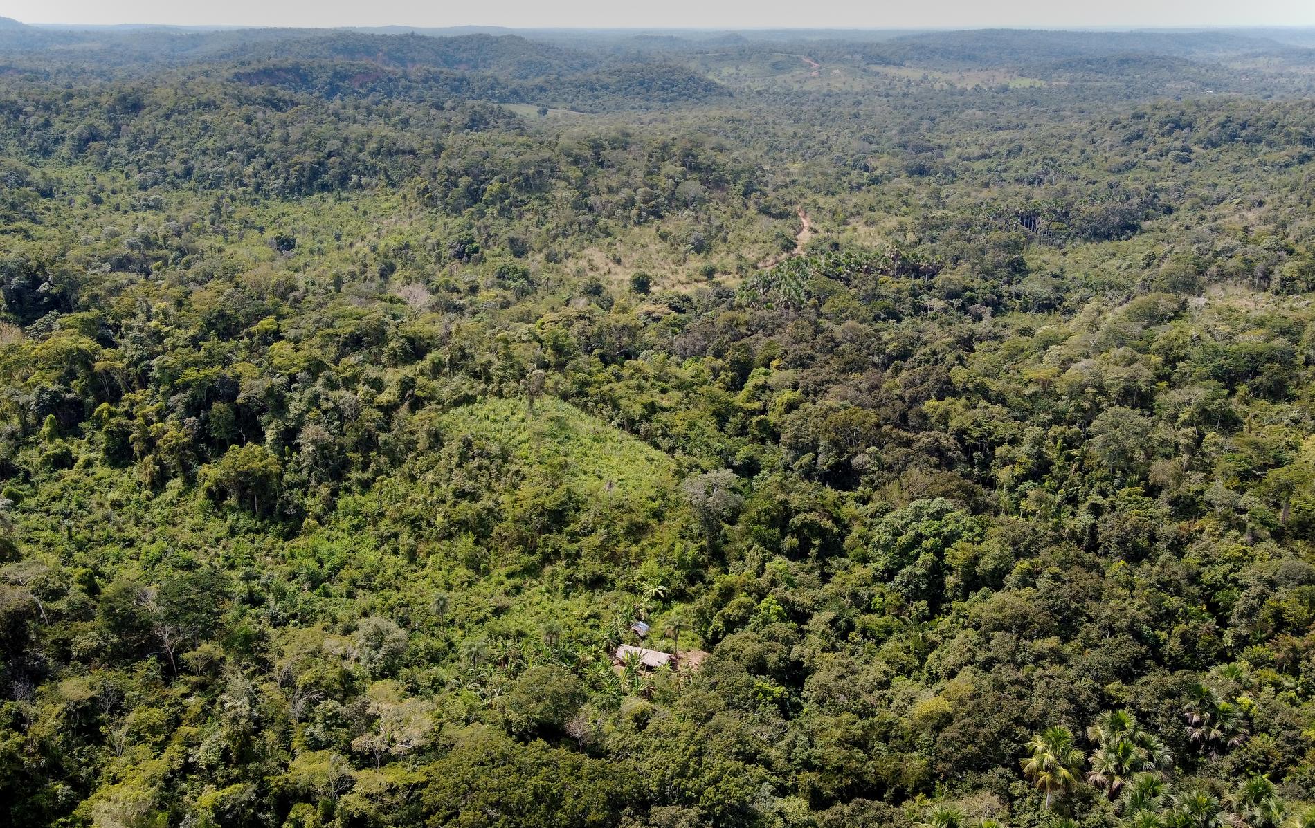 Arkivbild över regnskogen i Amazonas. 
