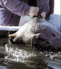 konkurrens till döds Vikaresälar och sillgrisslor tillhör de djur som dör en kvalfull död i fiskenäten. Jakten på föda har blivit allt svårare i takt med utfiskningen och konkurrensen med människan.