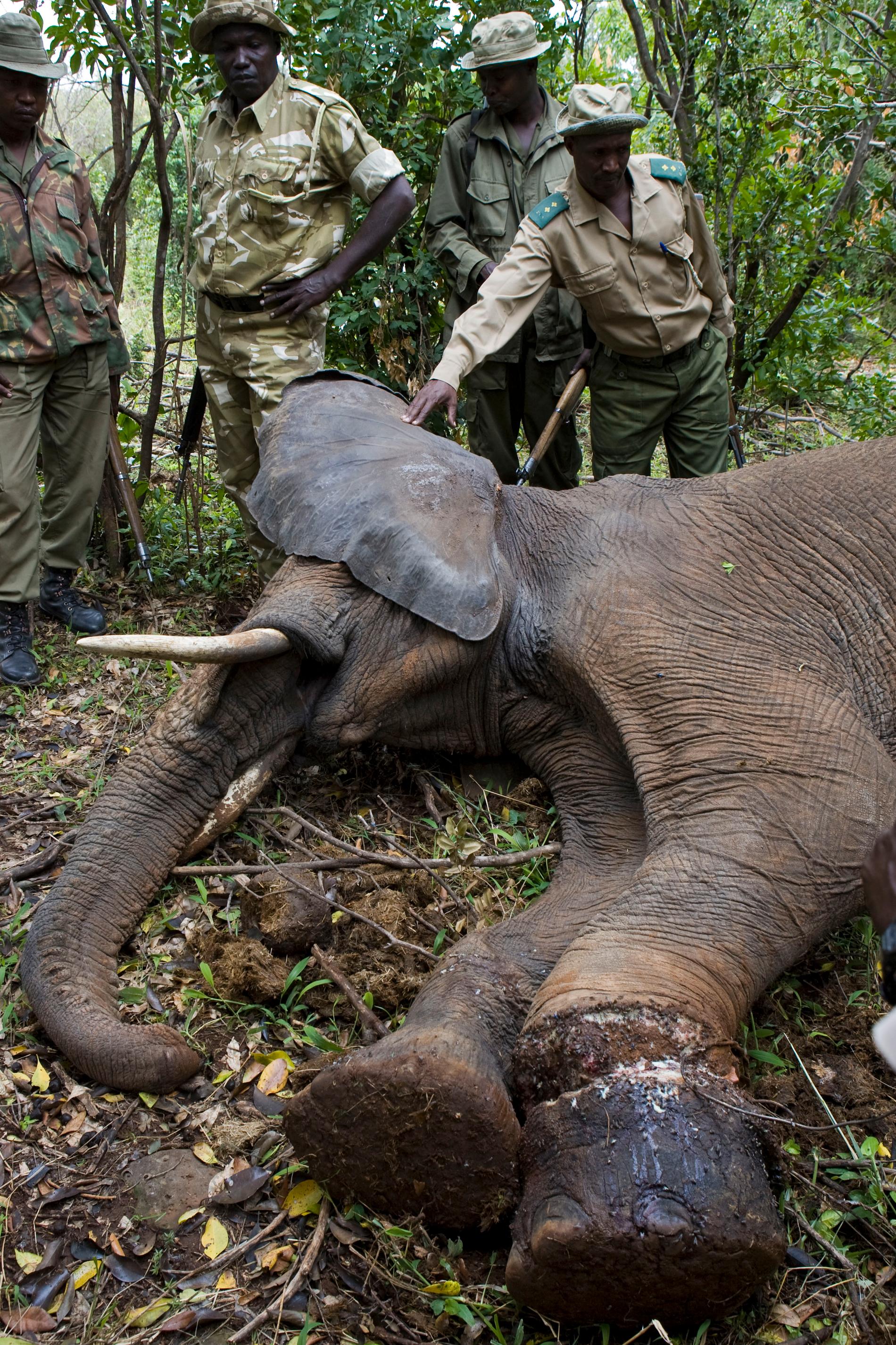 Området bevakas av 300 parkvakter. Här har de hittat en elefant som fastnat i tjuvjägarnas snara.