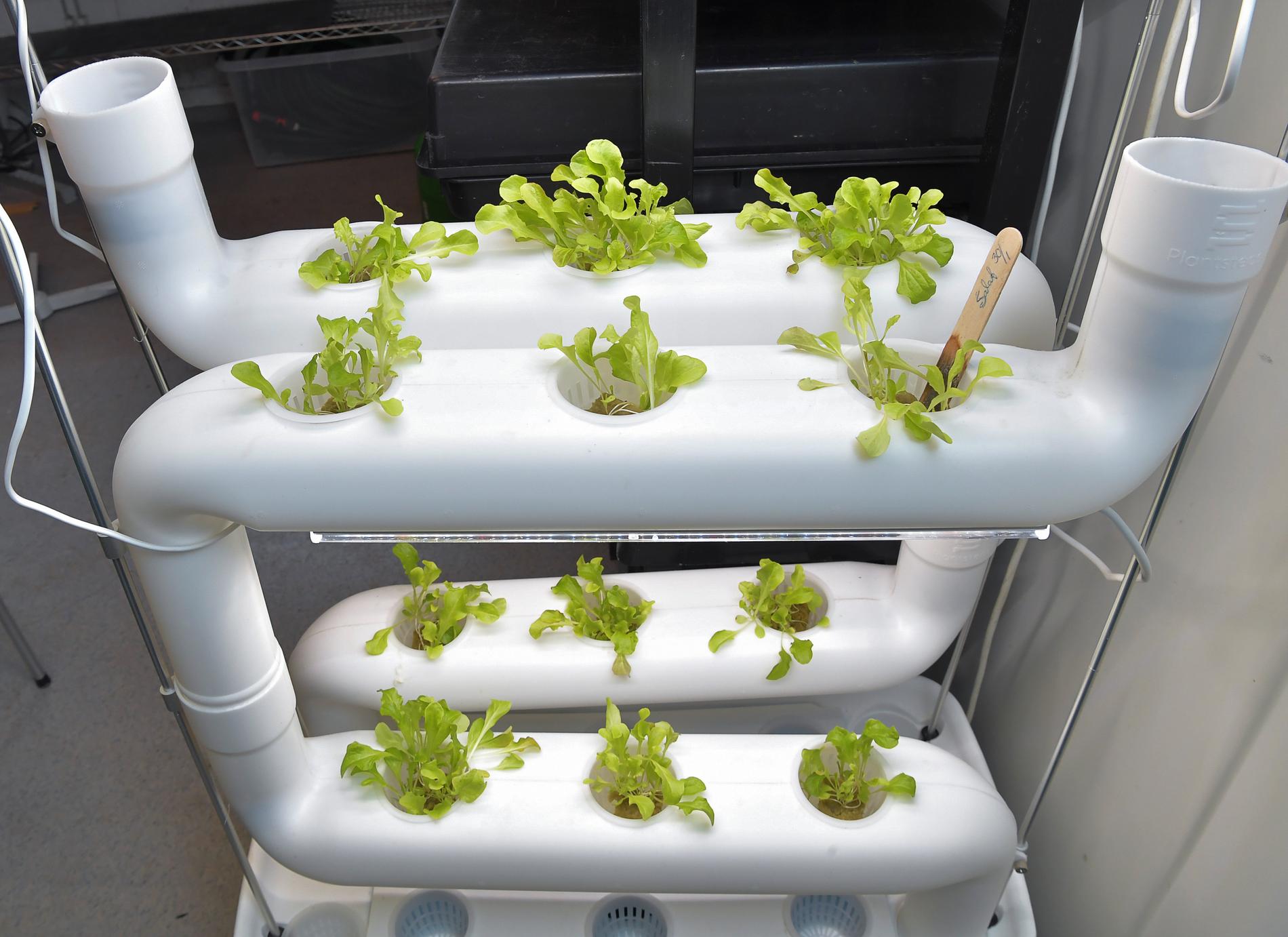 Här testar Benjamin Vidmar ett nytt sätt att odla sallad hydroponiskt – utan jord.