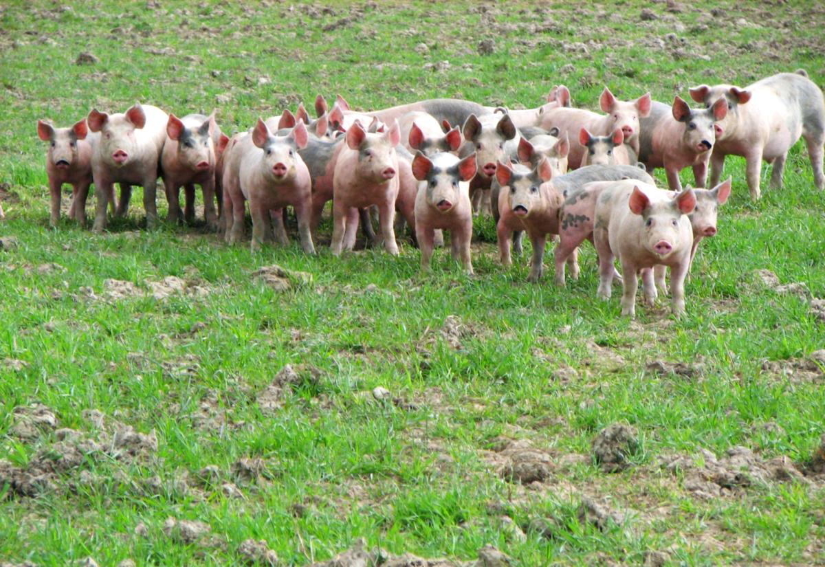 Gröna grisar på Högsta gård.
