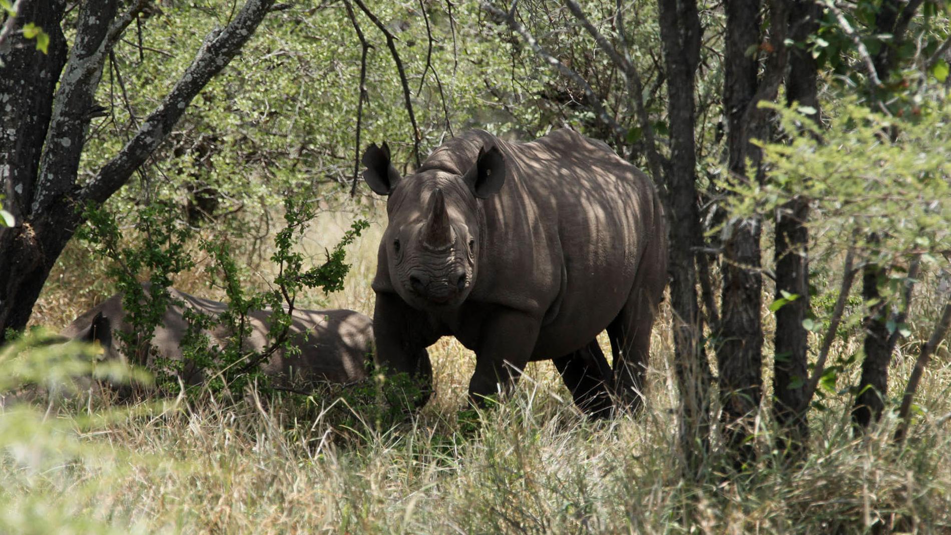 En noshörning i Zimbabwe. Arkivbild.