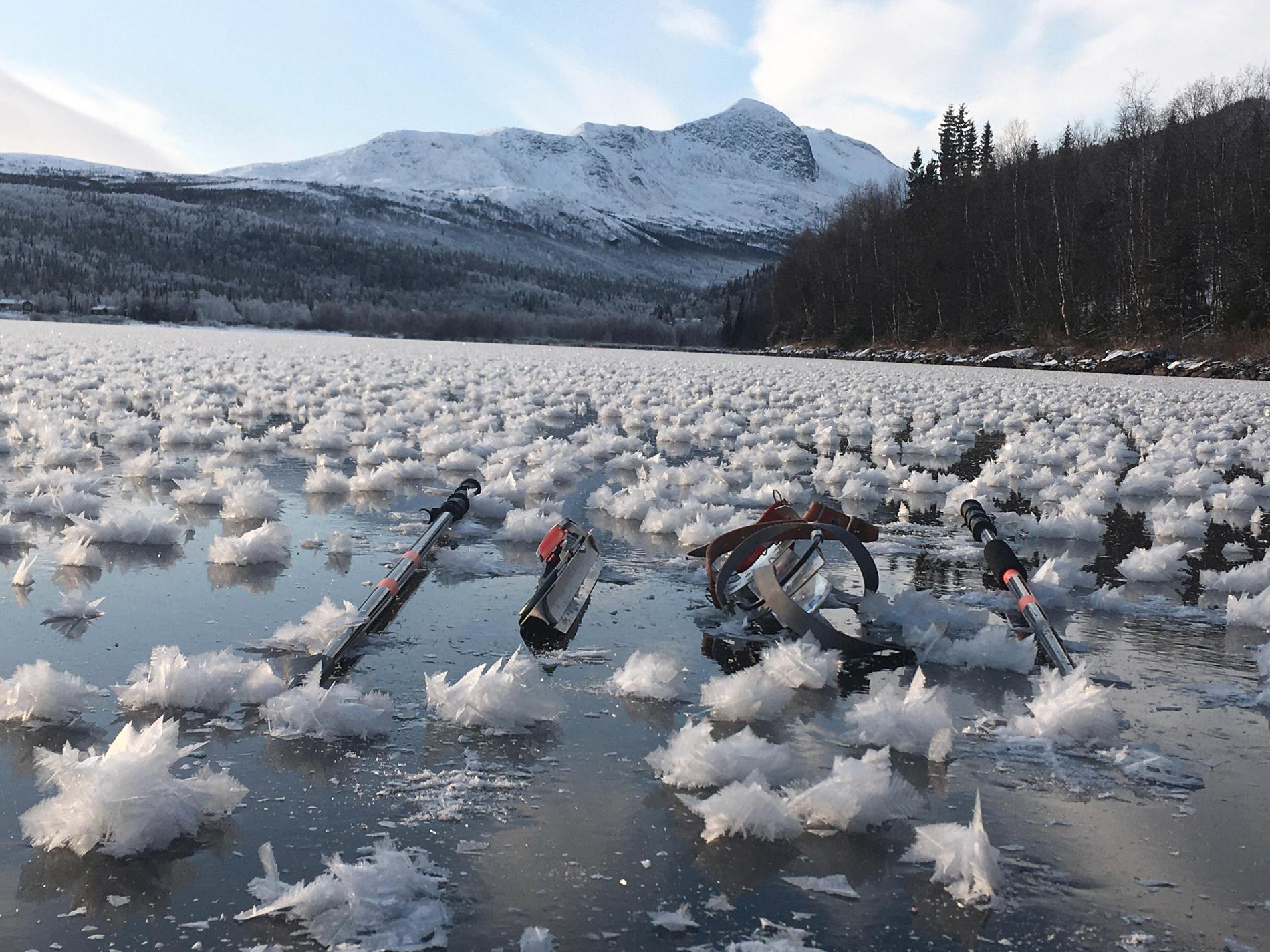 Isrorsr, eller frostrosor, blomstrade på Borkasjön under tisdagen.
