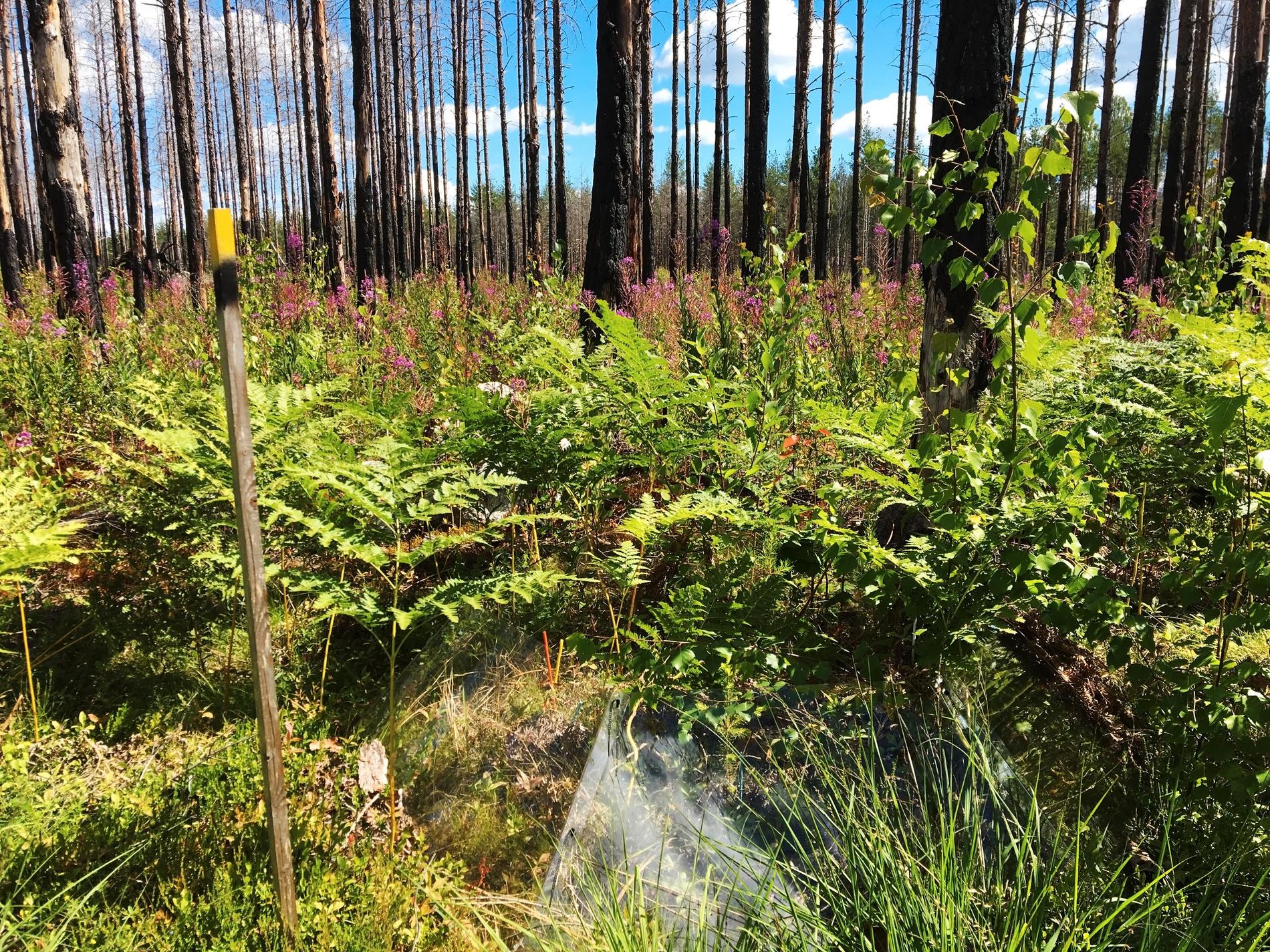 Fyra år efter den stora skogsbranden i Västmanland 2014 har naturen börjat återerövra det drabbade området. Växter som mjölkört, örnbräken, piprör och vårtbjörk har koloniserat den brända marken där många av de sönderbrända stammarna fortfarande står kvar.