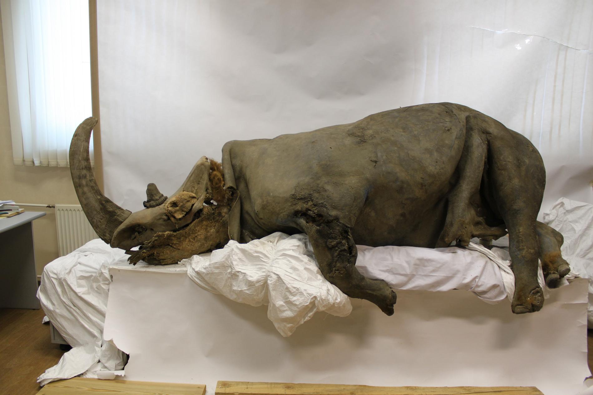 En vuxen ullhårig noshörning som hittades vid Kolymafloden i Ryssland.