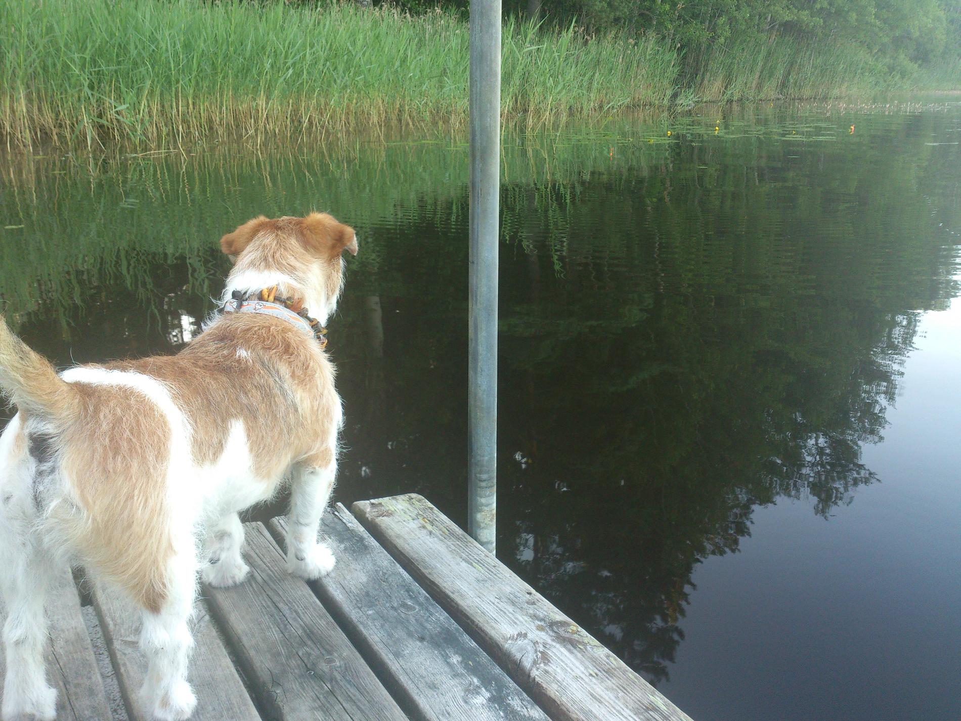 Hunden Isak är lycklig när han får fiska med husse Niklas. Han har stenkoll på flötet.