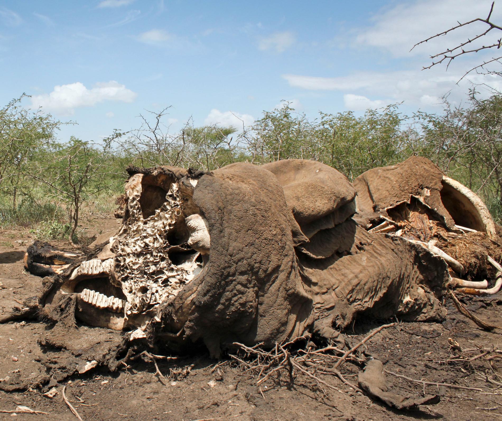 Elefanter och noshörningar lämnas att dö.