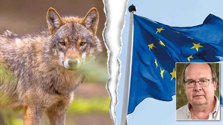 Den svenska hållningen är att vargstammen ska minskas. Nu måste politikerna stå upp för sina beslut – även om det innebär att Sverige hamnar i EU-domstolen, skriver  Peter Eriksson, Jägareförbundet.