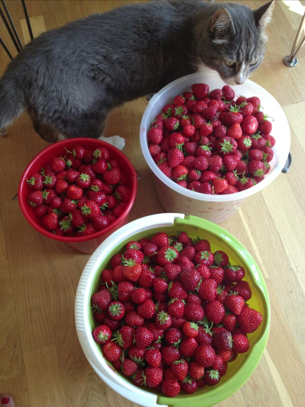 Katten Findus nosar på de nyplockade jordgubbarna.