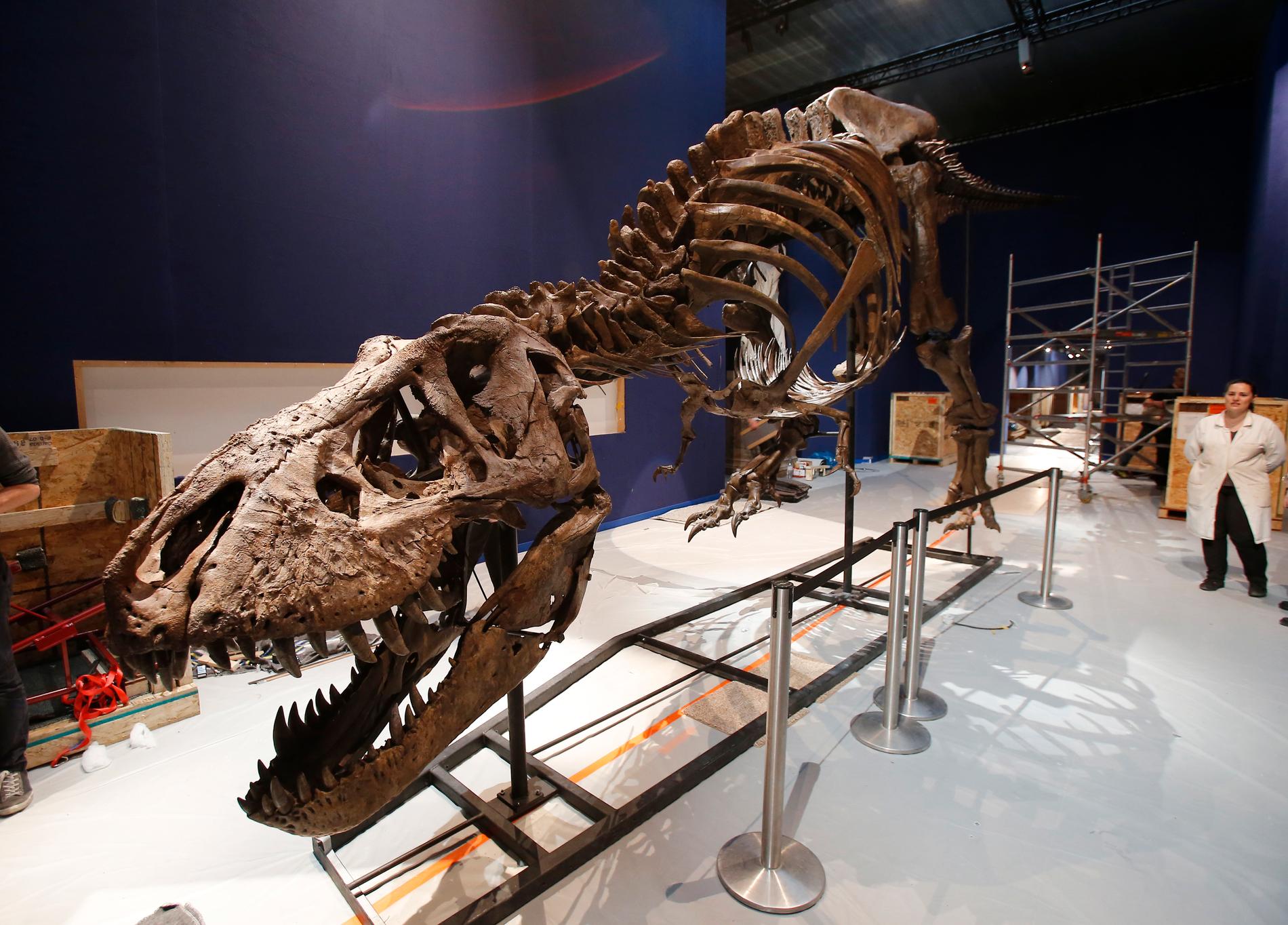 Ett T-rexskelett är till salu på nätet för motsvarande 30 miljoner kronor. Arkivbild.