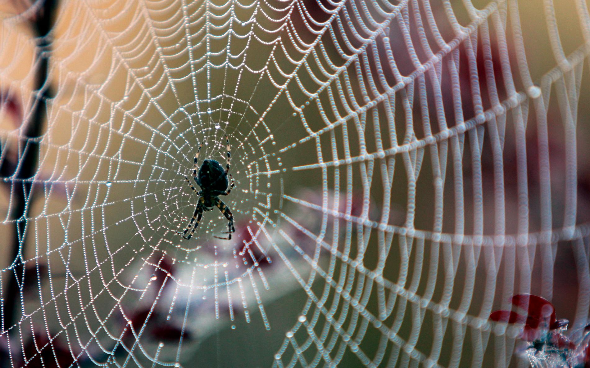 Jag har aldrig sett en spindel med dålig självkänsla, skriver Malin Wollin.