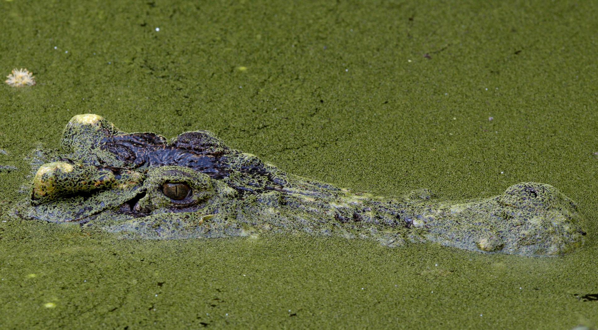 Skogsnationalparken Kaeng Krachan i Thailand har lagts till på FN-organet Unescos världsarvslista. I nationalparken finns en stor biologisk mångfald, bland annat finns den sällsynta siamesiska krokodilen där. Arkivbild.