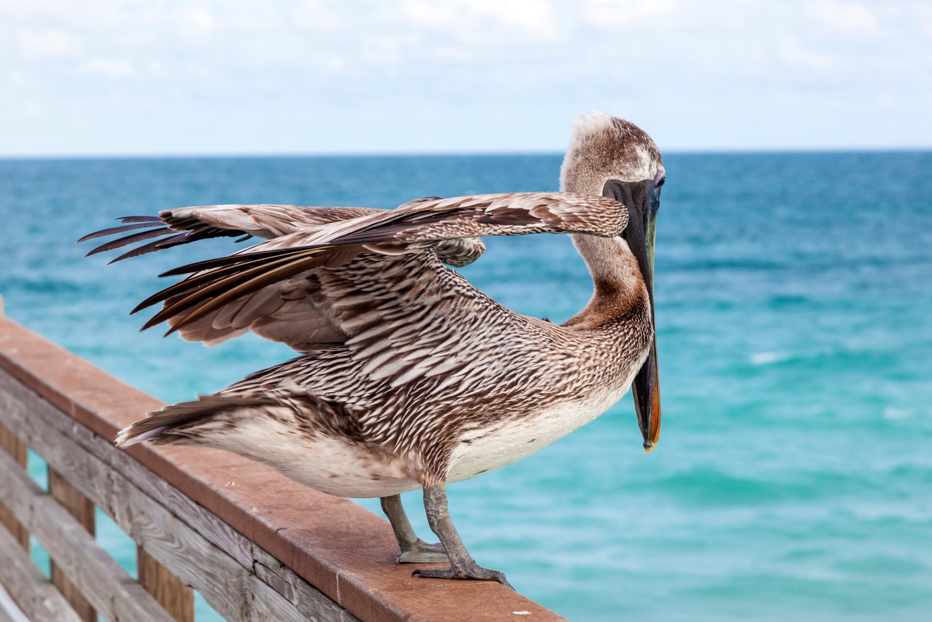 En pelikan i Florida.