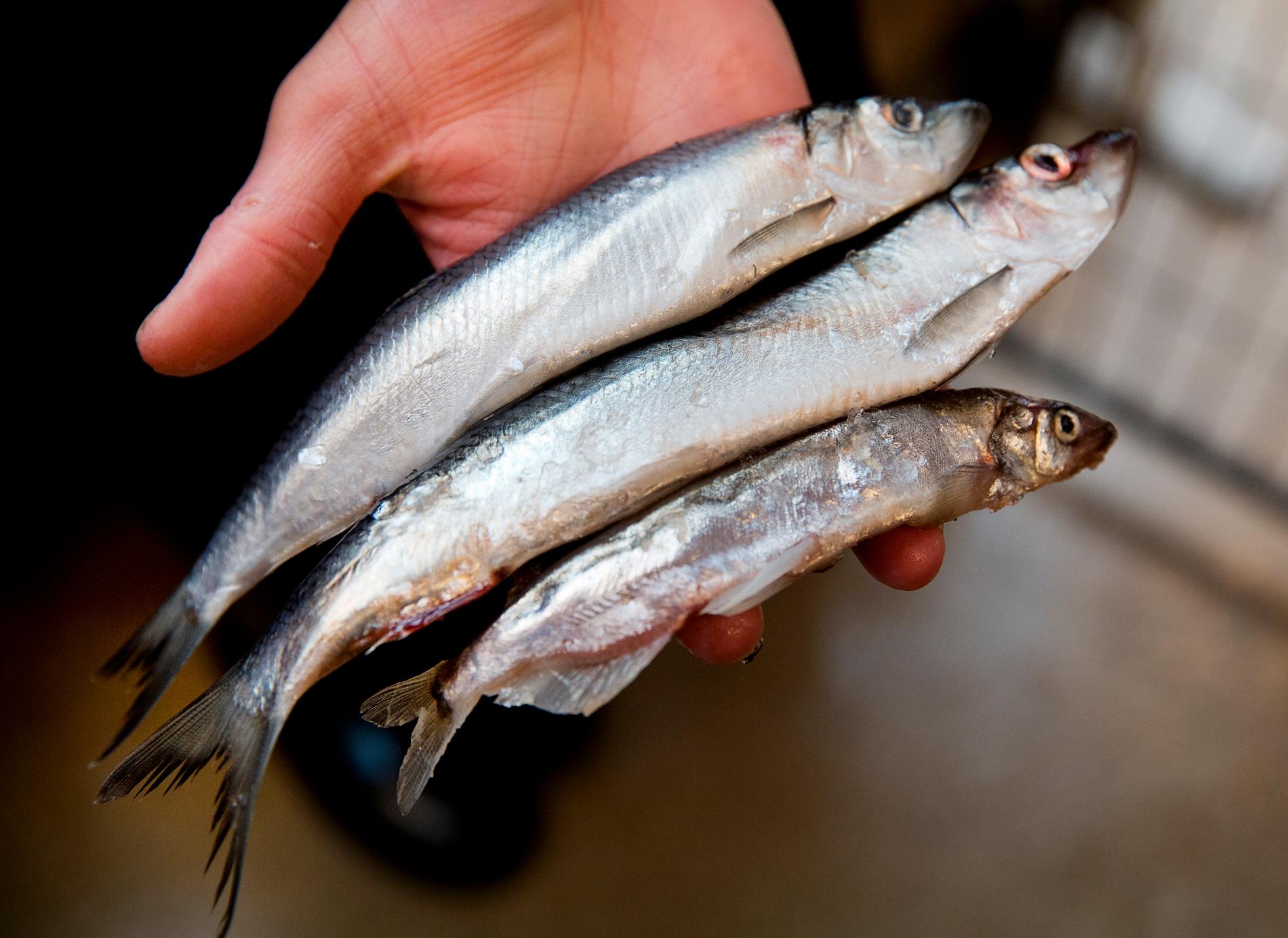 Ökat fiske hotar Östersjöns strömmingsbestånd. Arkivbild.