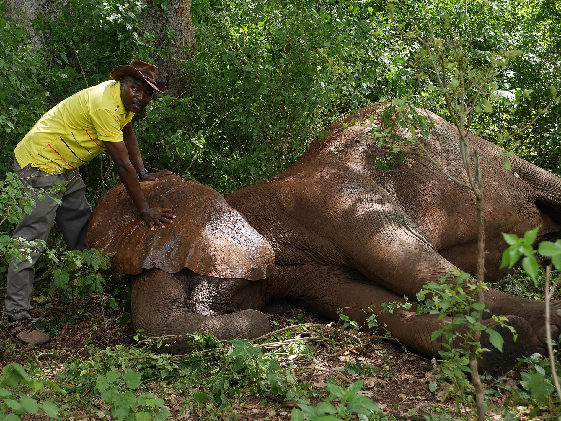 Elefanthonan ligger bedövad i skogsdungen och Robert Fyumagwa lägger örat över hennes ansikte. När hon inte längre kan se människorna omkring sig lugnar hon ner sig.
