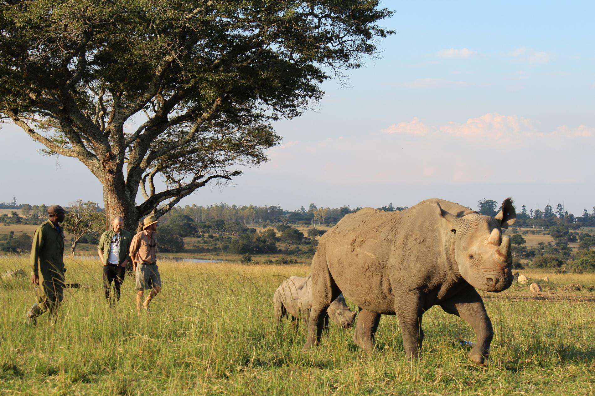 Martin Stenmarck promenerar med Shanu och Tafika, en noshörningsko med dotter.