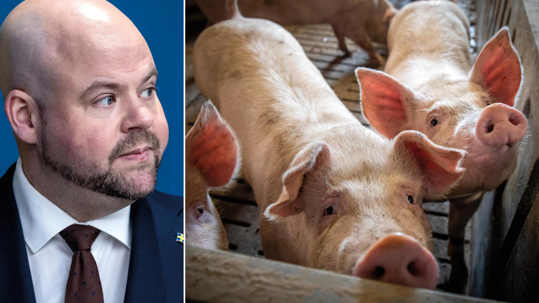 Landsbygdsminister Peter Kullgren meddelade nyligen att regeringen vill förenkla djurskyddet i Sverige. Det är med viss bestörtning vi som forskare återigen ser att regeringen enbart utmålar djurskyddet som en belastning, skriver 15 forskare tillsammans med andra i forskarvärlden.