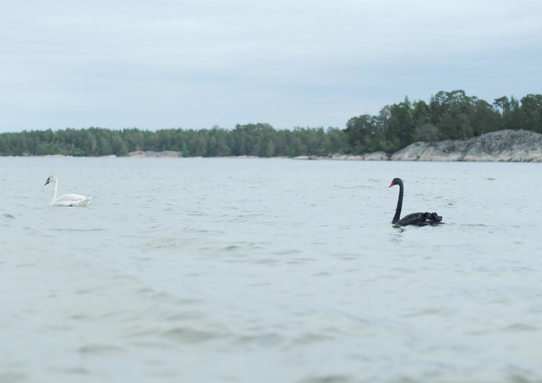 En svart svan har siktats vid Gränsö utanför Västervik.