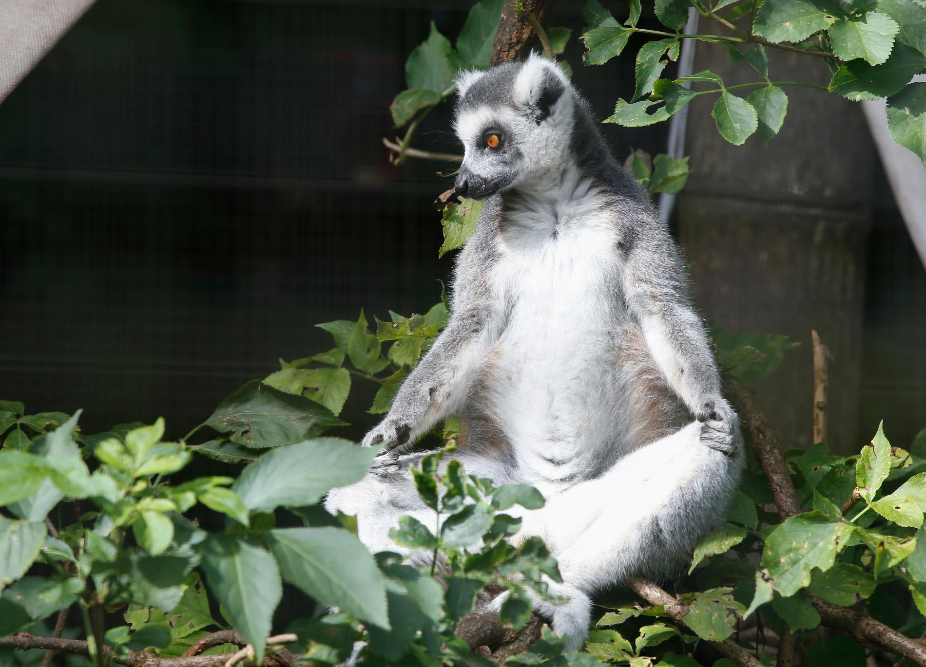 En annan lemur. Arkivbild.