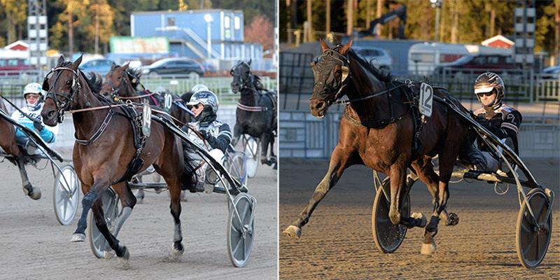 I sin frånvaro tog Robert Bergh en dubbelseger på V75 från Gävle – med hästarna Speedy Tilly och Mily