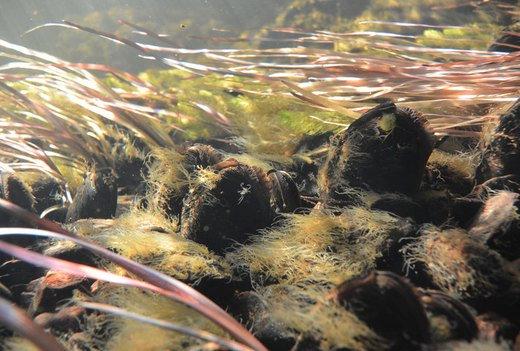 Flodpärlmusslan är rödlistad. De är sällsynta, men har man tur kan man få syn på en. "Går du längs ett vattendrag kan du se dem med blotta ögat", berättar Michael Diemer, utredare på havs- och vattenmyndigheten.