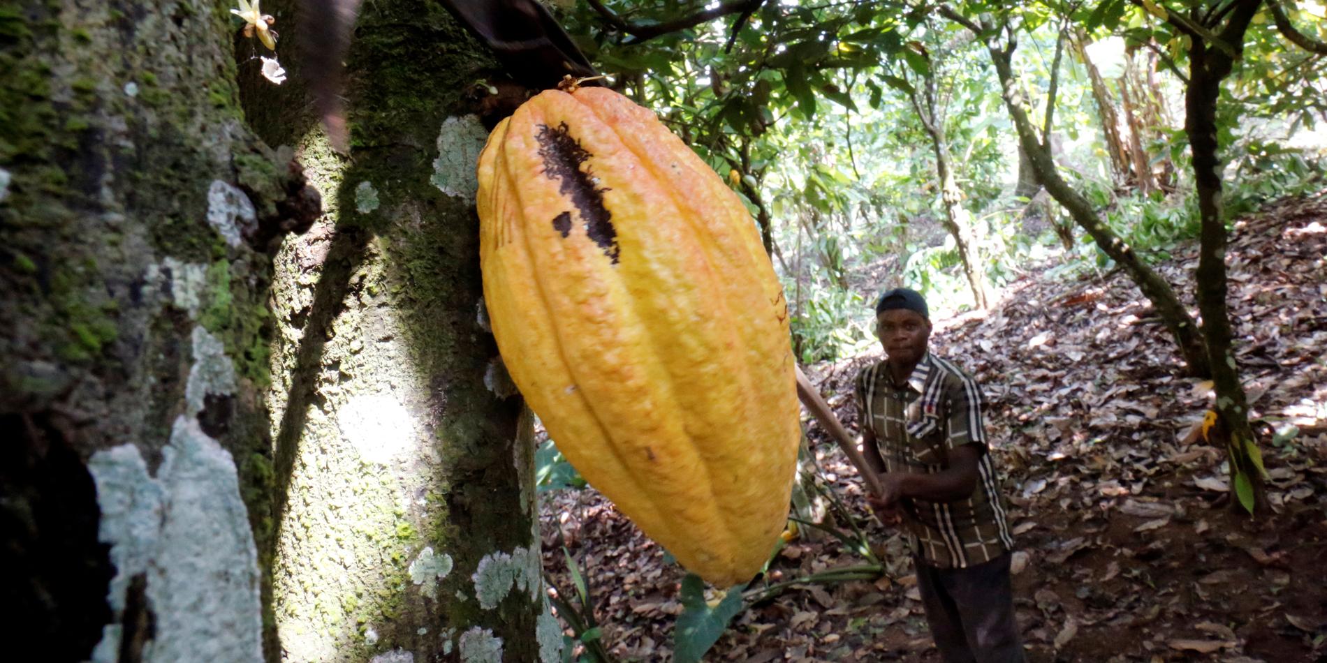 Illustrationsbild. En kakaoodlare i Elfenbenskusten skär ner en kakaofrukt.
