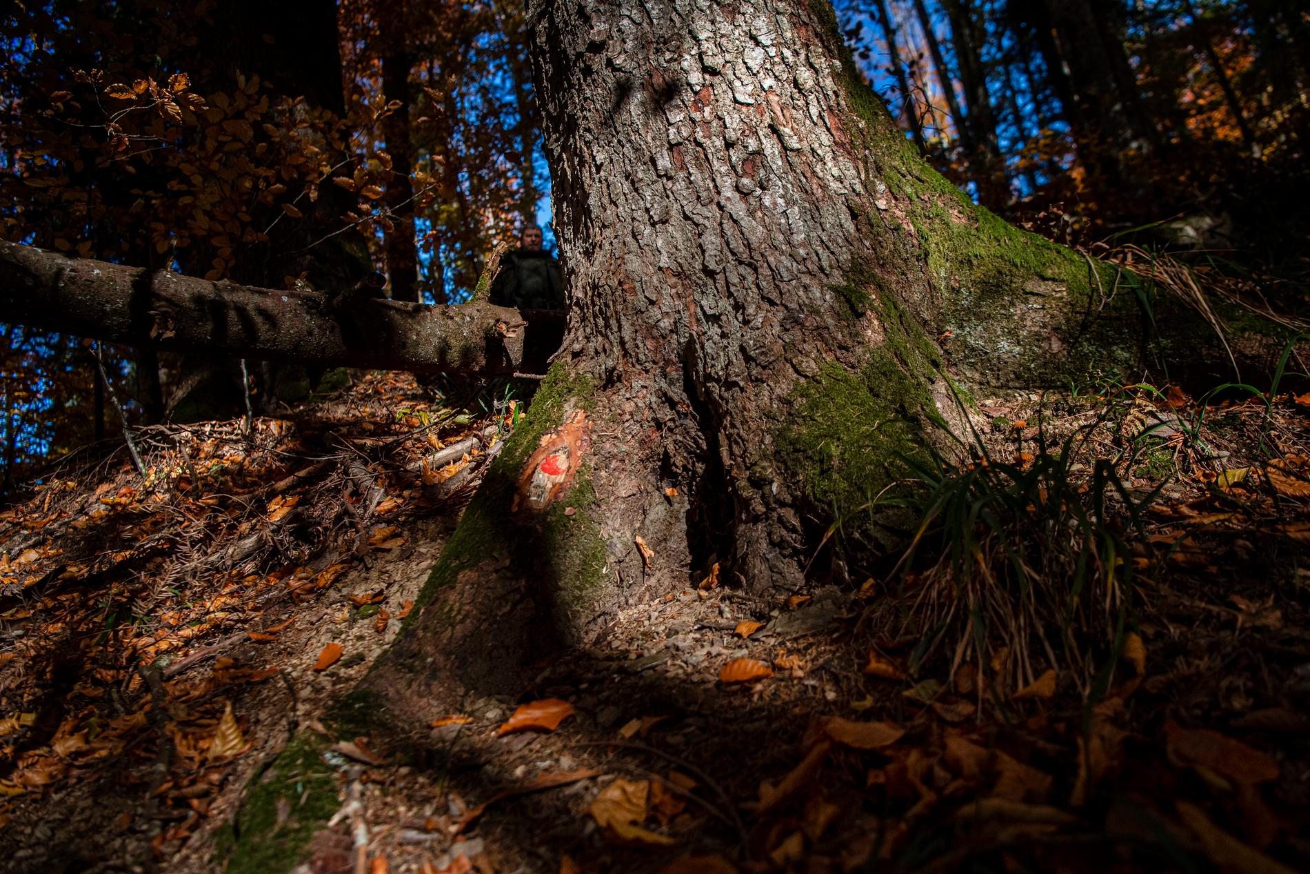 Ett rödmärkt träd på väg att fällas. Ikea hävdar nu att samtliga träd som fälldes var döda eller svårt sjuka.