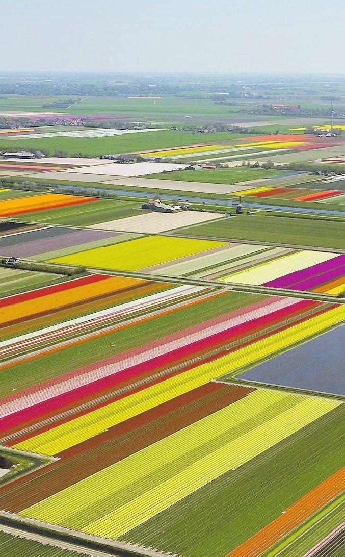 En enkel tulipan I södra Nederländerna blommar 60 miljoner tulpaner just nu.