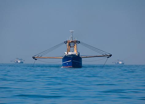 WWF varnar för att Östersjötorskens bestånd har minskat och vill att trålfisket ska upphöra.
